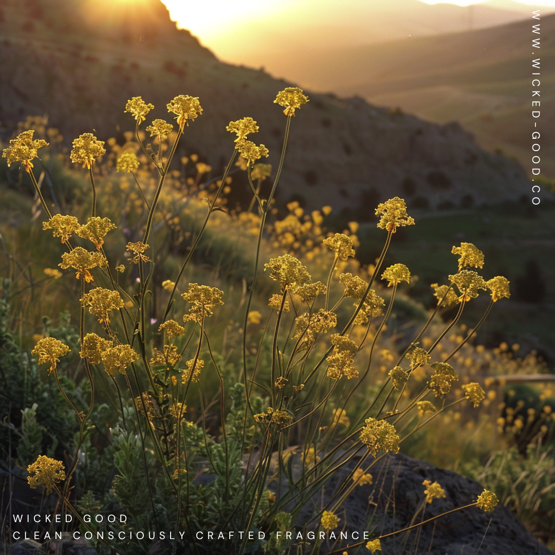 Why Galbanum Is the Fragrance World’s Best Kept Green Secret | Wicked Good