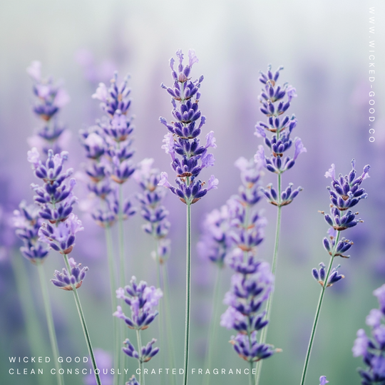 27 Best Lavender Perfumes