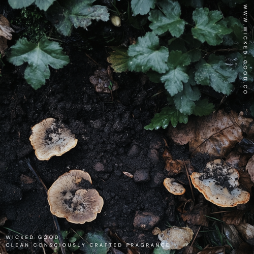 Dark Diamonds: Exploring the Mysterious Magic of Black Truffle Aromas | Wicked Good Fragrance