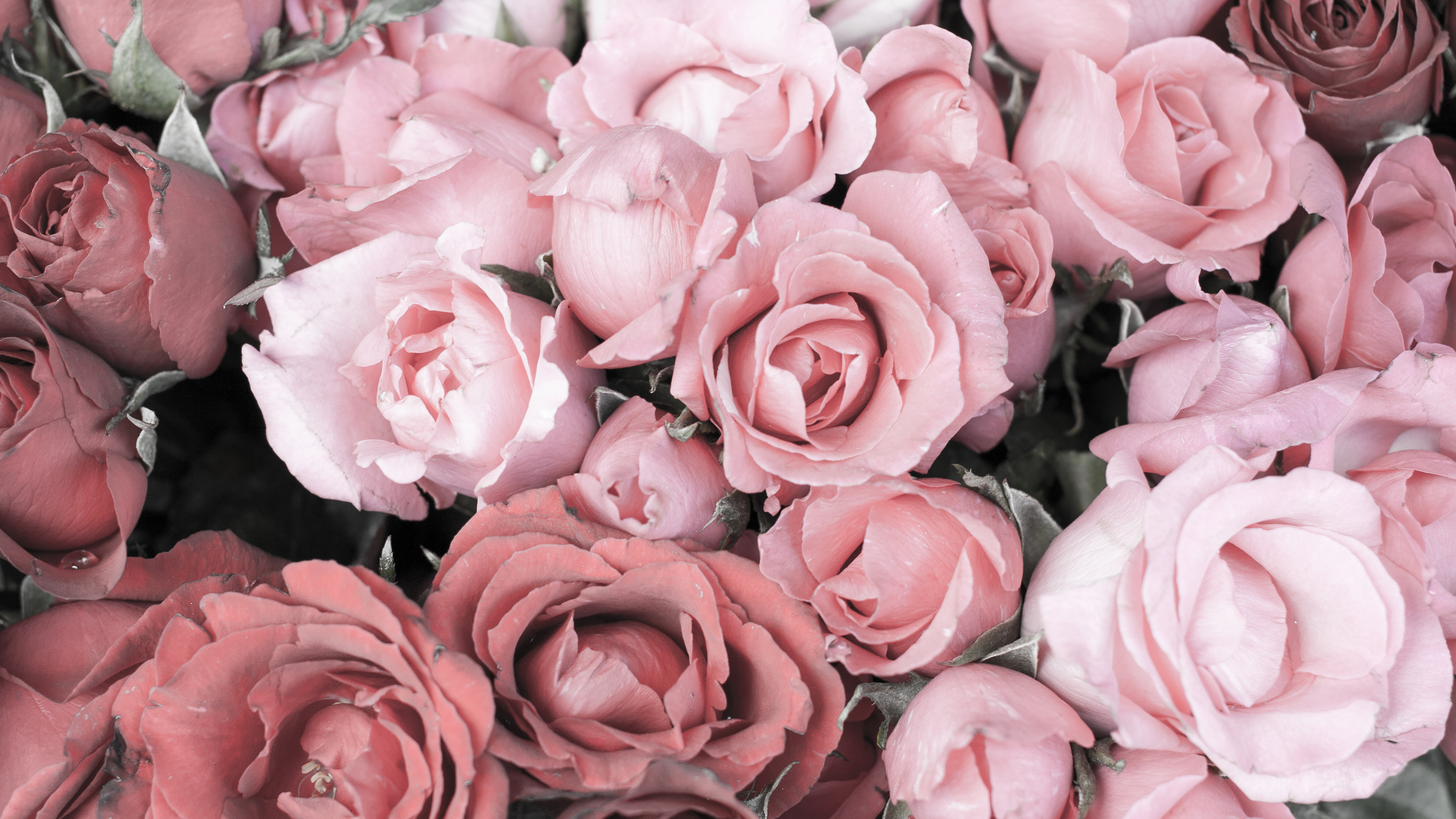 9 Delightful Rose Fragrances for Valentine's Day 2024 | Wicked Good