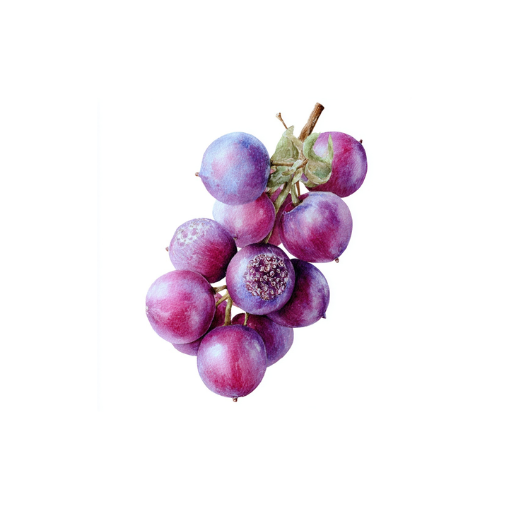 Açaí berry fragrance note with sweet tropical fruity aroma