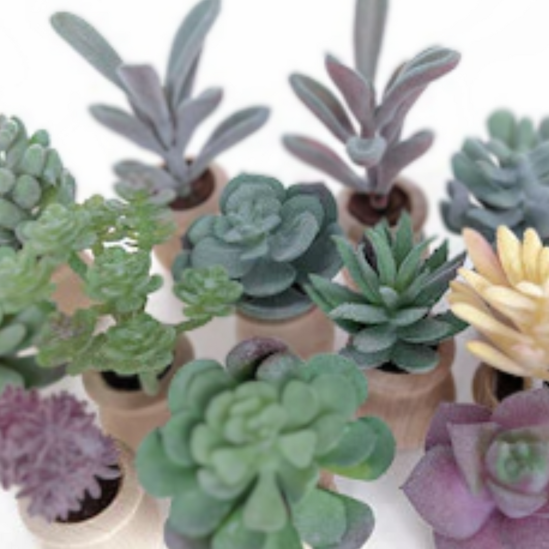succulent plant for car Succulent Car Diffuser Freshy