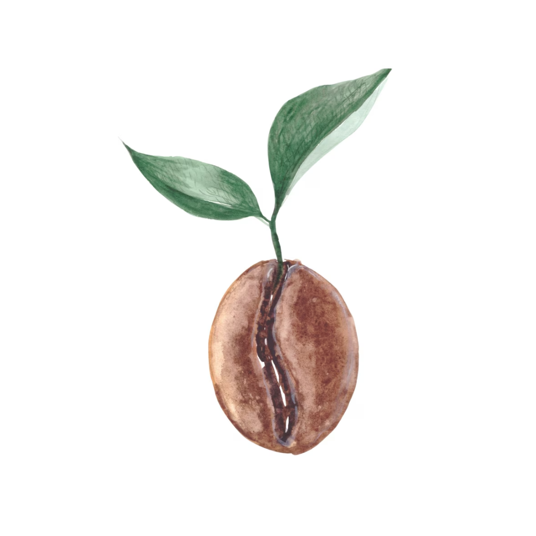 Coffee Single Note DIY Perfumery Perfume Bar1