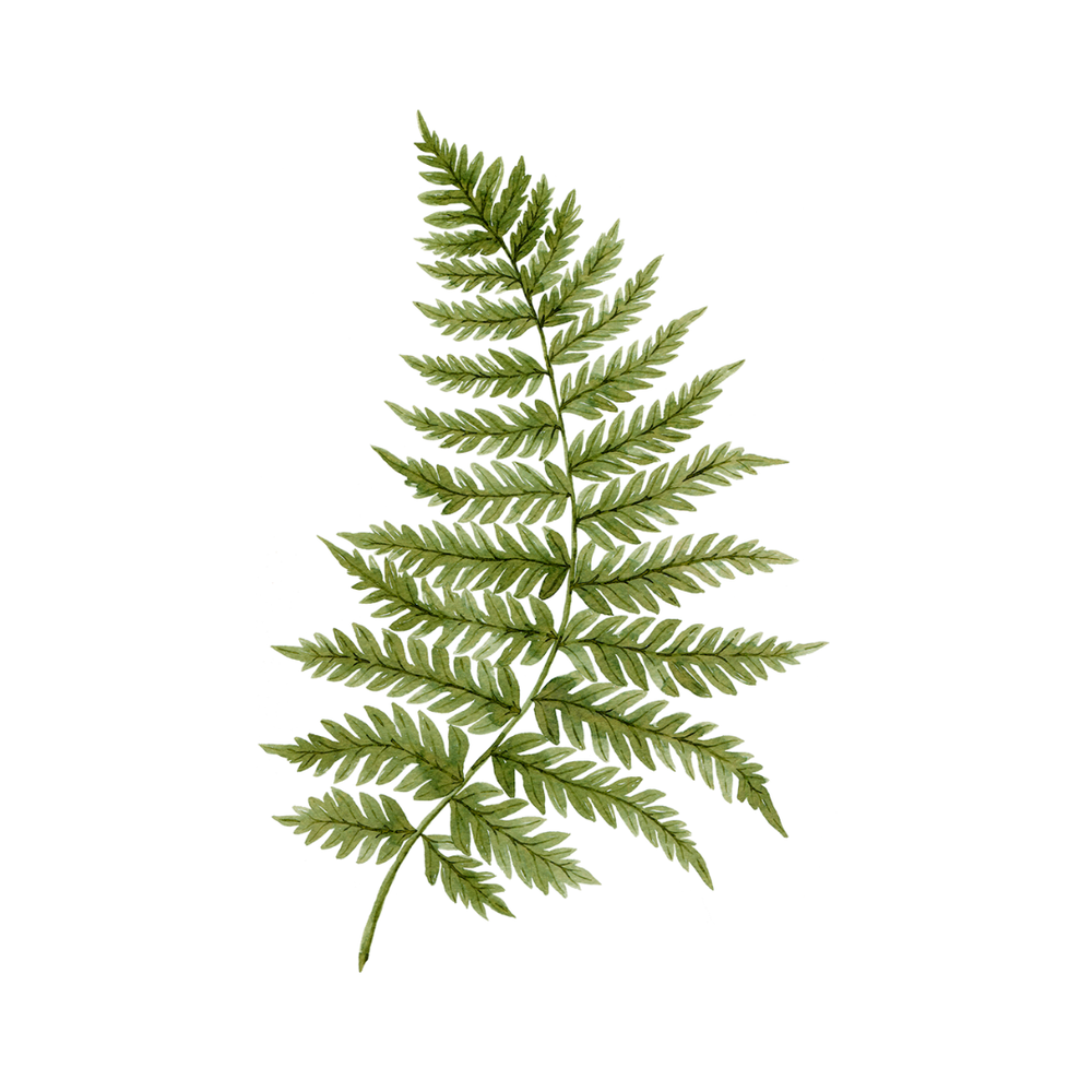 Fern Perfume Bar for Bridal Showers, Retreats, Boutiques, Events