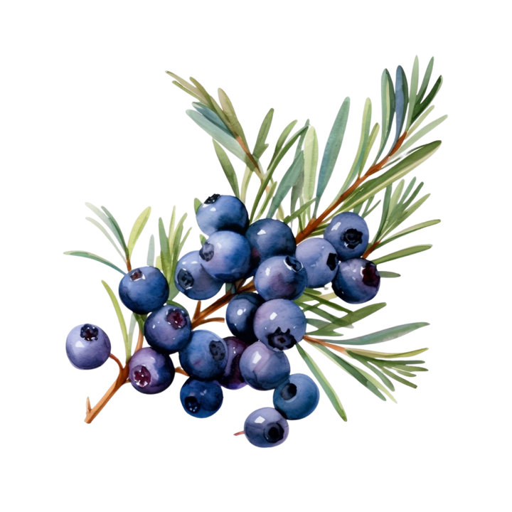 Juniper Berry Perfume Bar for Bridal Showers, Retreats, Boutiques, Events 