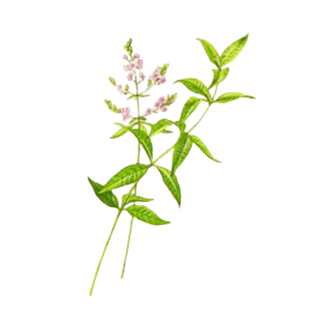 Lemon Verbena Single Note Fragrance for Perfume Bar for Bridal Showers, Wedding, Retreats, Boutiques, Events 