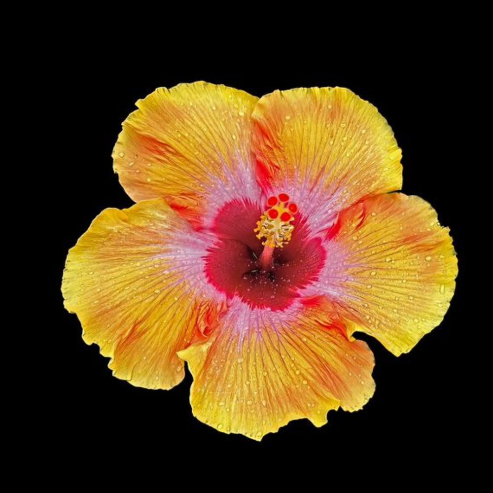 Sunkissed Hibiscus Fragrance | Inspired by Nest New York | Get A Sample #SmellWickedGood