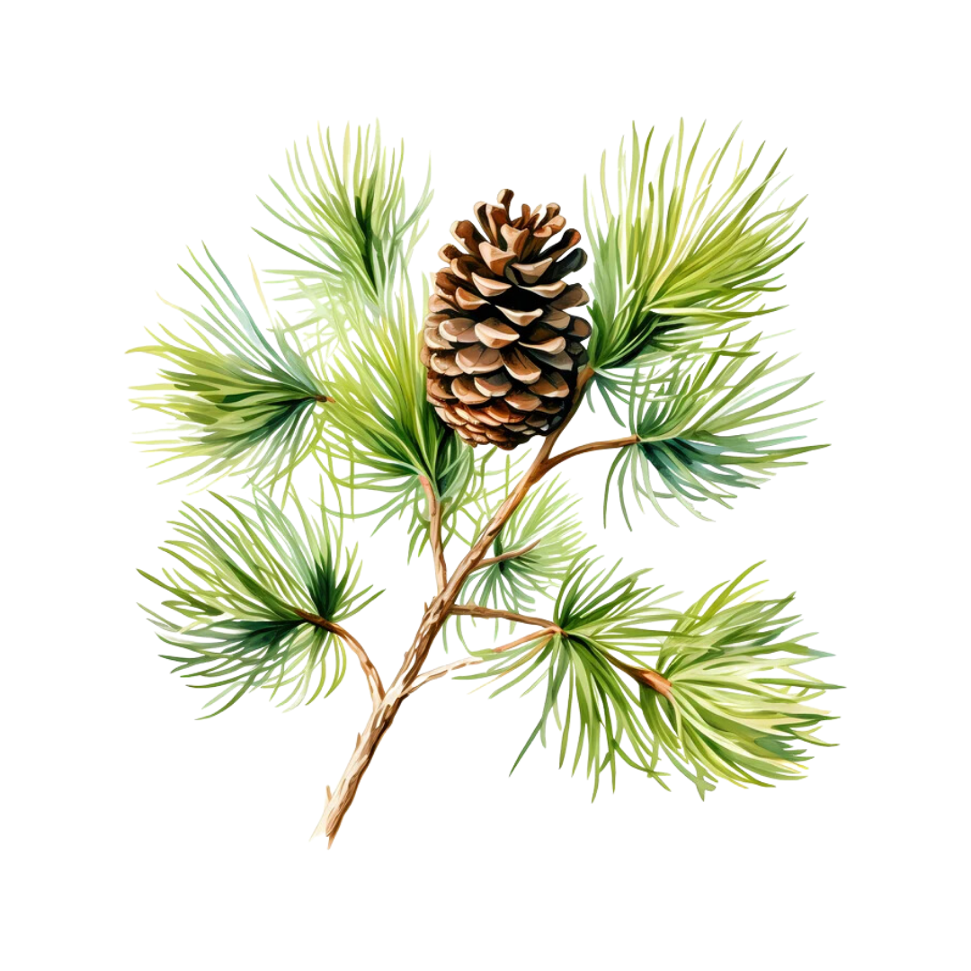 Pine Single Note Fragrance for Perfume Bar for Bridal Showers, Wedding, Retreats, Boutiques, Events