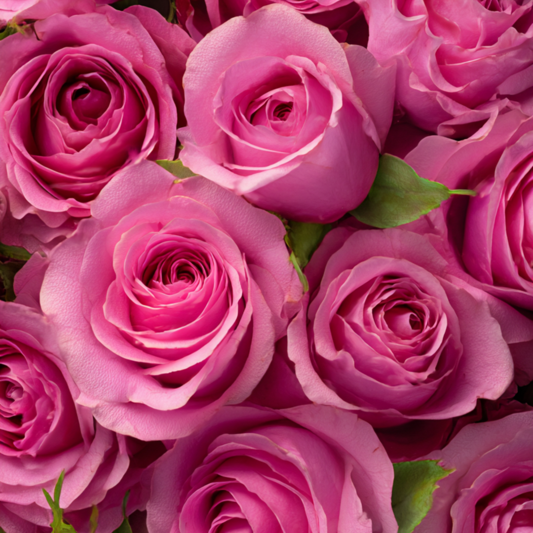 Rush of Rose Fragrance | Modern Rose Perfume Inspired by Votivo