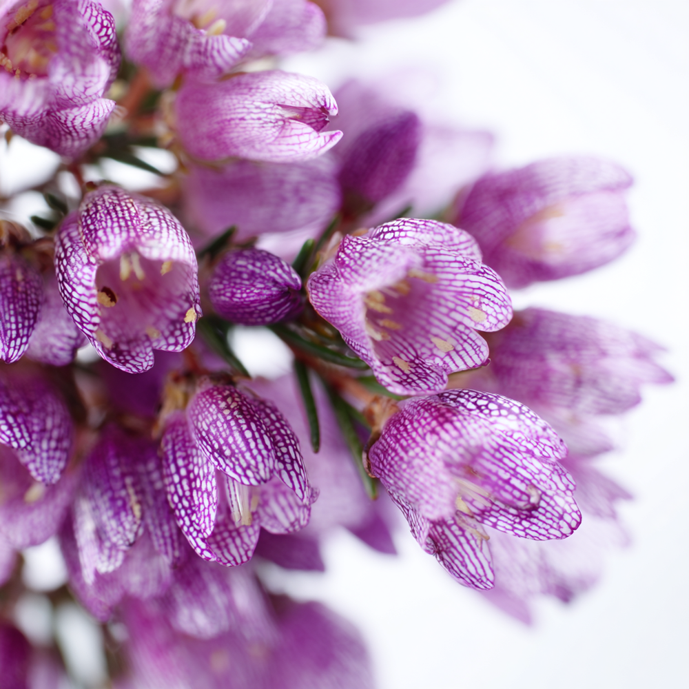 best heather perfume soft floral marine scent