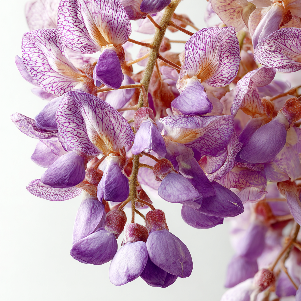 best wisteria floral perfume