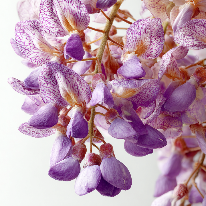 best wisteria floral perfume