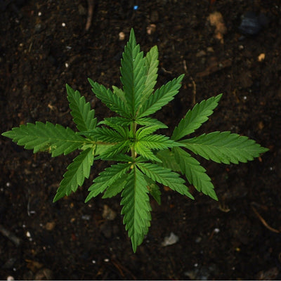 Cannabis Santal Fragrance | Wicked Good