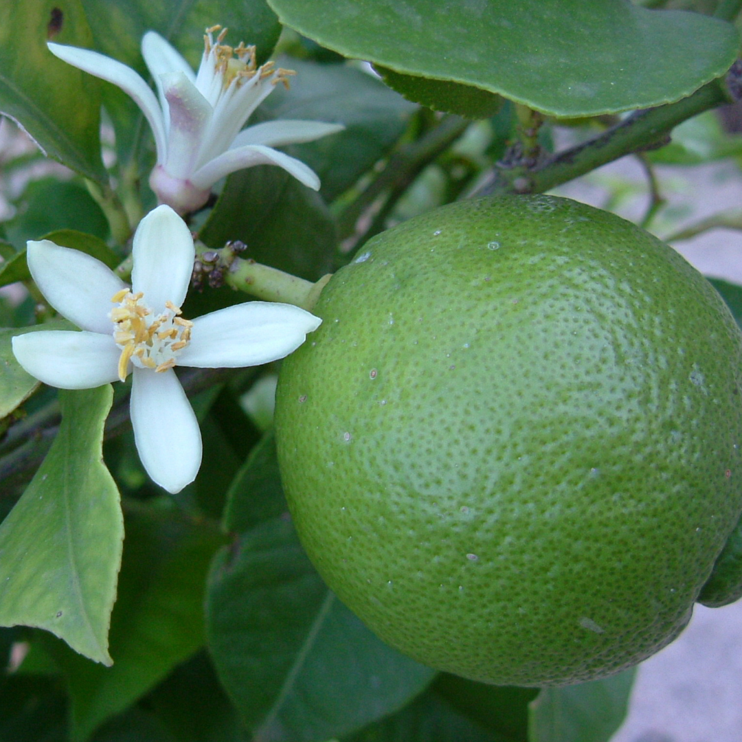 French Lime Blossom Jo Malone Type