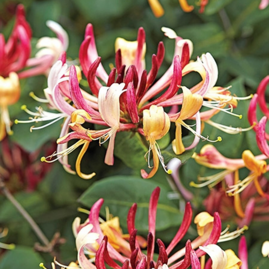 Honeysuckle Jasmine Perfume Jo Malone Type Luxury Scents Wicked