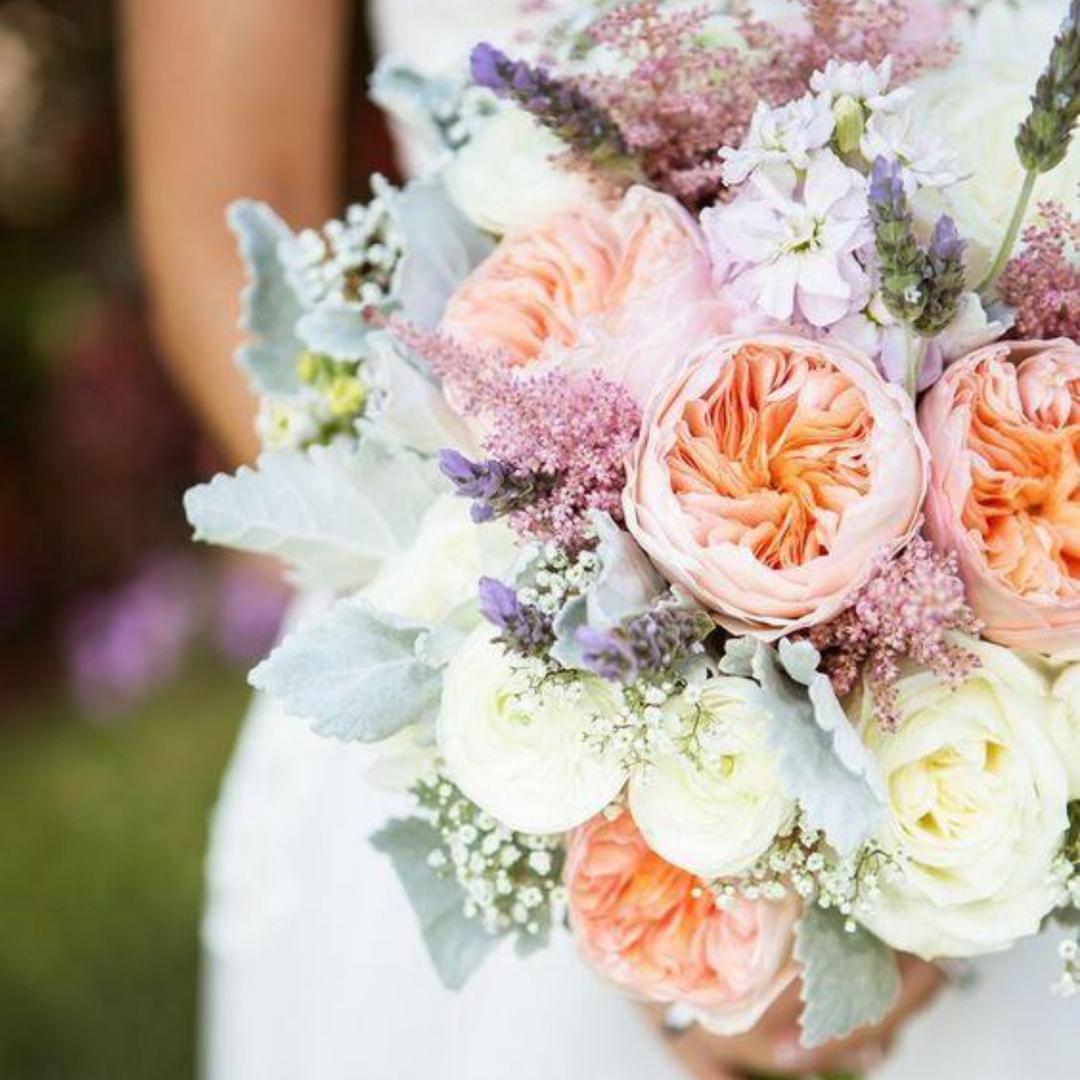 Flower Rosa Imogen Rosa Imogen 2025