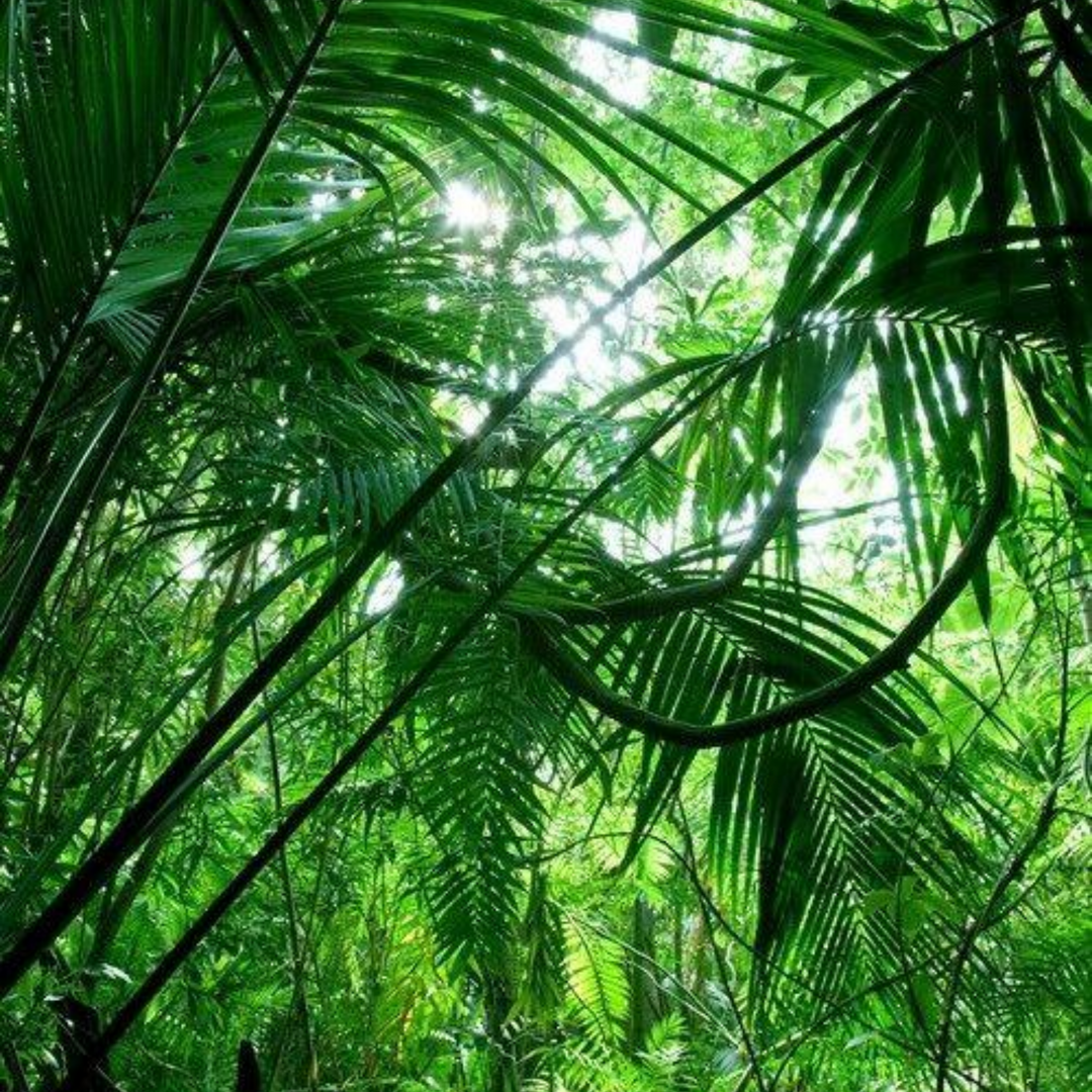 Jungle | Lush Dupe | Get A Sample #SmellWickedGood