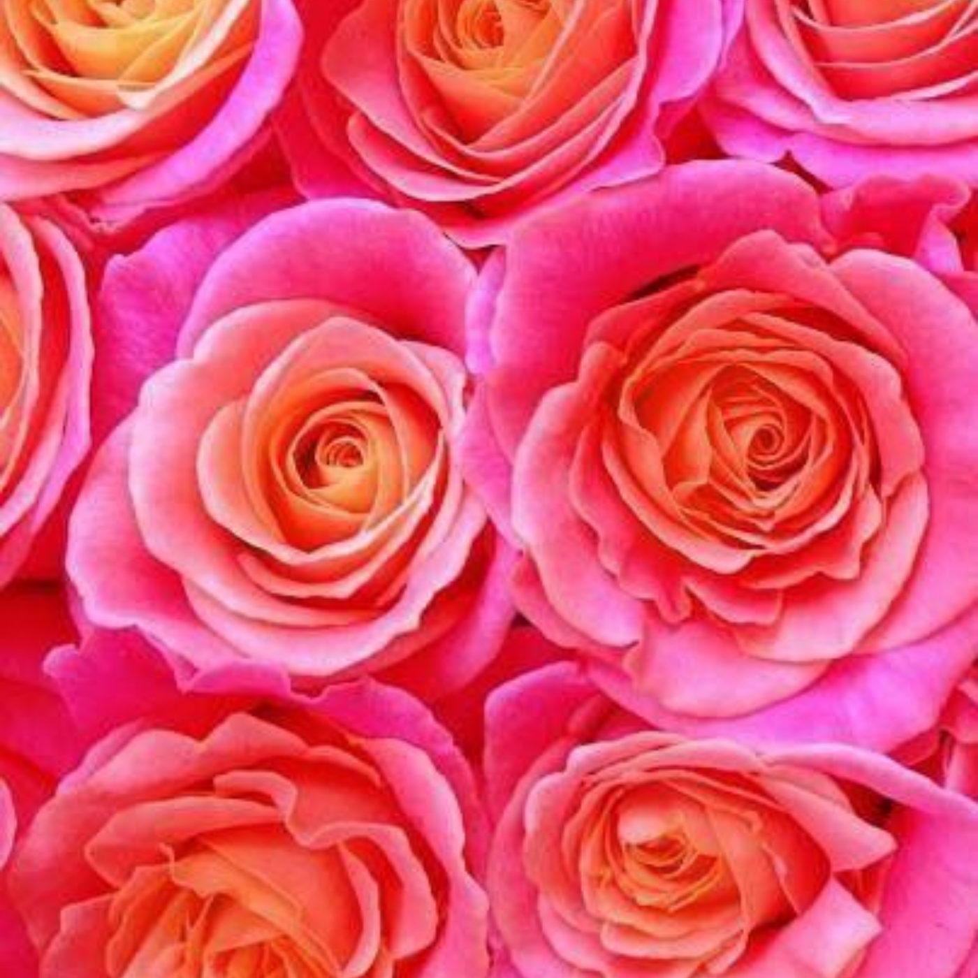 Neon Rose Perfume