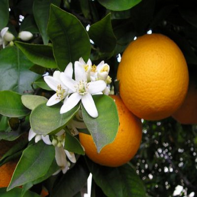 Orange Blossom Jo Malone Type Perfume Cologne