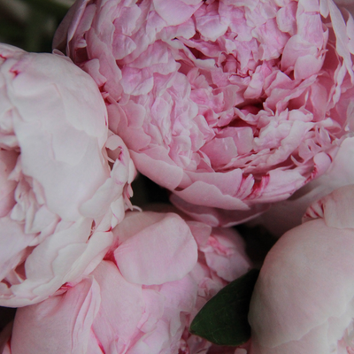 Peony & Blush Suede Perfume | Jo Malone Dupe | Get A Sample #SmellWickedGood