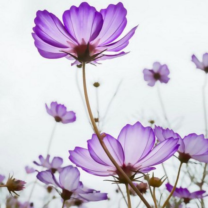 Violet Blossom Perfume Philosophy Type | Perfume Fragrance