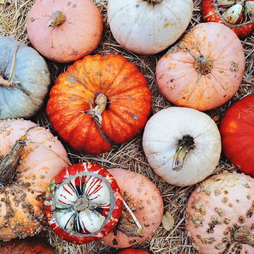 Ginger Pumpkin