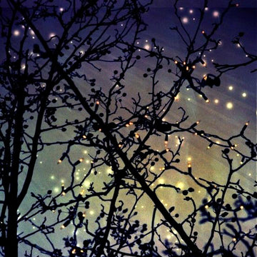 Firefly