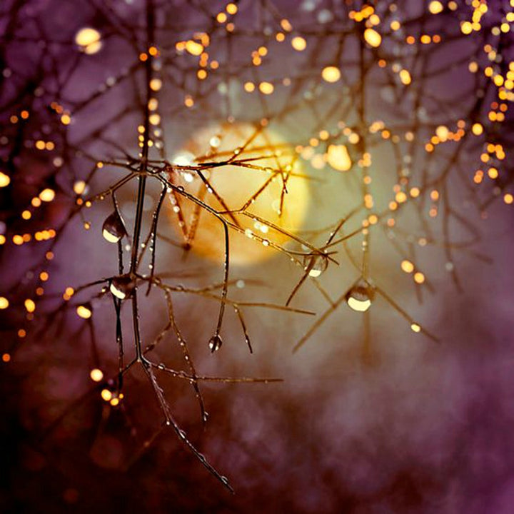 Harvest Moon Perfume Eau de Parfum Fragrances + Scents Wicked Good