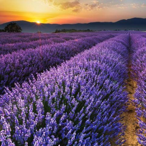 Lavender Violet