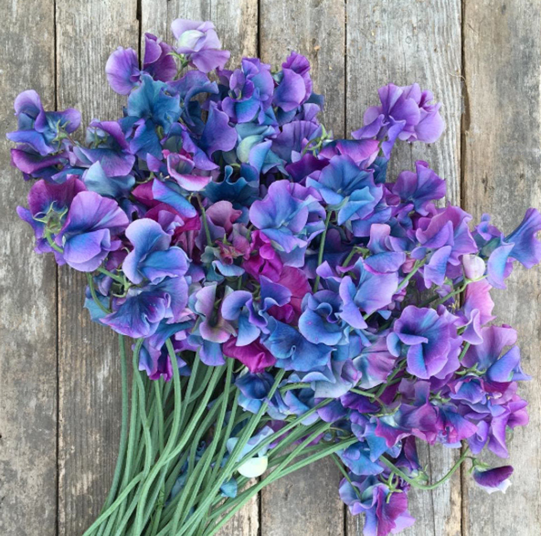 Violet and Sweet Pea Fragrance Oil