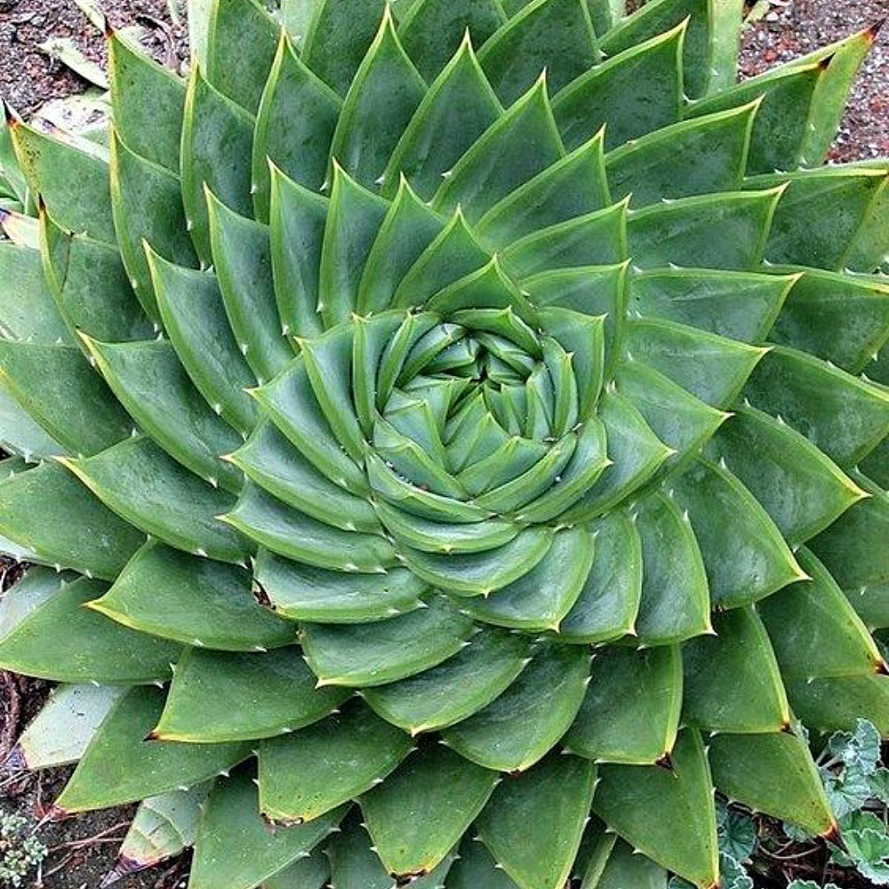 Watercress & Aloe